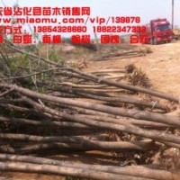 出售1-18公分白蠟 出售2-39公分柳樹(shù)