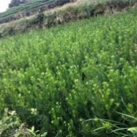 泉州羅漢松，泉州苗圃基地，供應(yīng)泉州羅漢松。