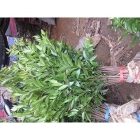 竹柏苗2-12公分大