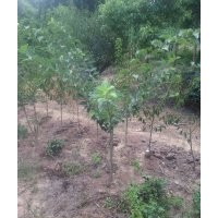 大量出售批發(fā)柞棒苗柞榛小苗多種規(guī)格