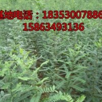 山東皂角小苗價格