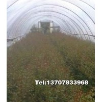 紫薇小苗 桂花小苗 冠幅250-350公分桂花 基地直銷