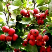 出售苗木種子 五角楓 國槐 刺槐 北欒 白皮松 等