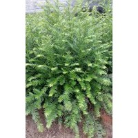 南方紅豆杉60-80公分高