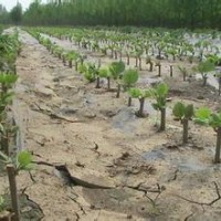 常年出售各規(guī)格法桐、垂柳