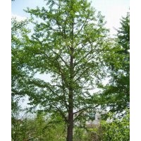 銀杏苗木低價出售