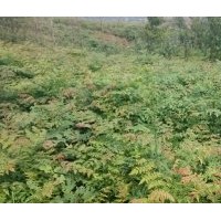 欒樹苗、欒樹小苗、一年生欒樹苗