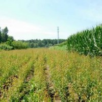 樸樹小苗2-10cm價格面議。