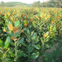 常年供應廣玉蘭小苗等各種規(guī)格，詳電詢。