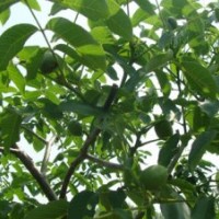 現(xiàn)有藍(lán)莓苗、櫻桃苗、核桃苗供應(yīng)