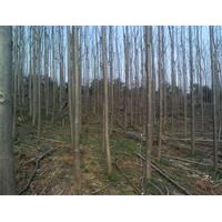 泡桐，泡桐苗，湖北泡桐苗