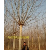 低價供應18-20公分二年冒造型法桐 濟寧法桐