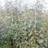 供應(yīng)優(yōu)質(zhì)桂花苗欒樹大葉女貞等