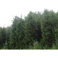 供應(yīng)南平羅漢松農(nóng)戶低價出售