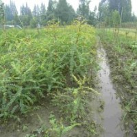 皂角苗 山西優(yōu)質(zhì)皂角苗 山西大刺皂角苗