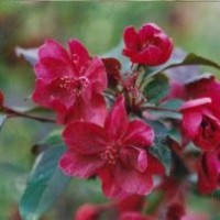 高原之火海棠苗，寶石海棠苗，雪球海棠苗