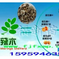 辣木苗 辣木種子 辣木樹苗 辣木營養(yǎng)價(jià)值