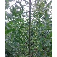 絲棉木小苗_1-5公分絲棉木