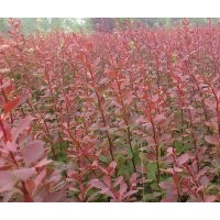 大量出售紅葉小檗 青州苗木基地 山東紅葉小波基地