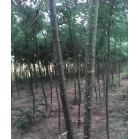 出售國槐當年苗多年苗