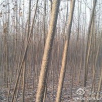 出售速生楊20萬棵