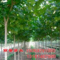 低價處理速生法桐白蠟國槐小苗