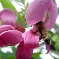 紫花刺槐小苗價(jià)格