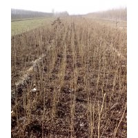 處理一年生北欒苗