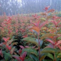 長(zhǎng)期供應(yīng)北美系列海棠苗 直銷優(yōu)質(zhì)珠穆朗瑪絢麗高原之火等樹(shù)苗