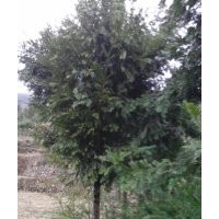 供應(yīng)紅豆杉，南方紅豆杉
