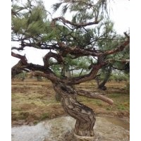 供應(yīng)各類苗木，黑松盆景