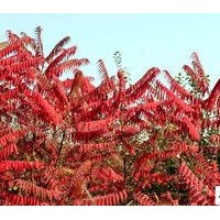 供應(yīng)山西優(yōu)質(zhì)火炬 白皮松 優(yōu)質(zhì)苗木