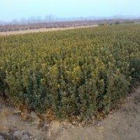 供應(yīng)山東大葉黃楊工程苗