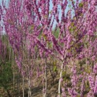 紫荊