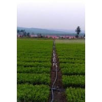 供應(yīng)紅松苗