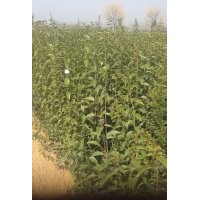 大葉女貞小苗，河南大葉女貞小苗，大葉女貞苗基地