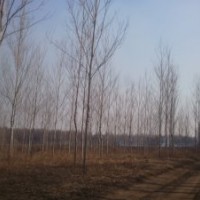 8——12cm胸徑銀中楊1000棵