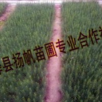 供應(yīng)10-50公分白皮松小苗，50-80公分白皮松