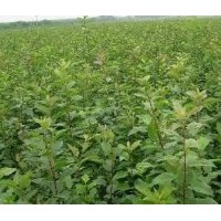 八棱海棠當(dāng)年小苗