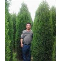 供應(yīng)2米以上的河南檜柏， 北京檜柏，一級苗