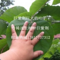 買真的巨紫荊樹苗就到江蘇找魅力花鄉(xiāng)種子種苗基地