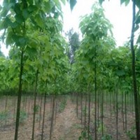 河南精品梓樹苗、楸樹苗總基地