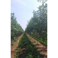 速生白蠟三至五公分