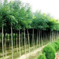 3公分速生國(guó)槐最新供應(yīng)價(jià)格