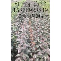 紅寶石海棠，絢麗海棠，凱爾斯海棠，西府海棠