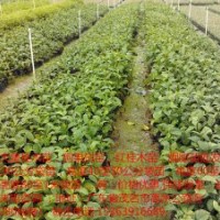 供應(yīng)桂木*綠興種苗場