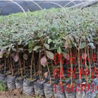 小葉欖仁*綠興種苗場批發(fā)