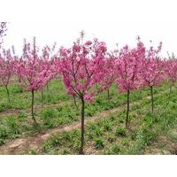 海棠苗 海棠苗苗木 海棠苗批發(fā)