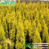 金冠柏 灌木 樹(shù)干直立 抗旱抗寒 喜光 金冠柏樹(shù)苗供應(yīng)批發(fā)零售|江