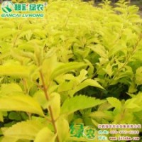 金色年華“金寶石” 優(yōu)質(zhì)彩葉樹(shù)種 金色年華“金寶石”小苗供應(yīng)批